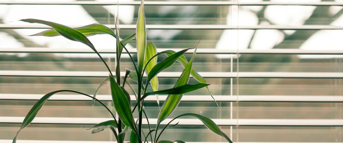 How to measure for blinds